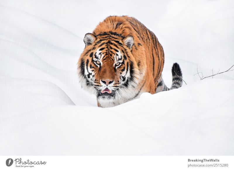 Nahaufnahme des sibirischen Tigers, der im weißen Schnee spazieren geht. Natur Tier Winter Wetter Wildtier Katze Tiergesicht 1 beobachten frisch wild amur jung