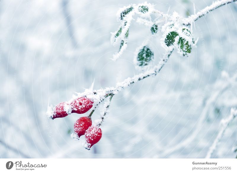 Eisbeeren Natur Winter Frost Pflanze ästhetisch frisch kalt blau grün rot weiß Farbfoto Außenaufnahme Detailaufnahme Textfreiraum links Textfreiraum rechts