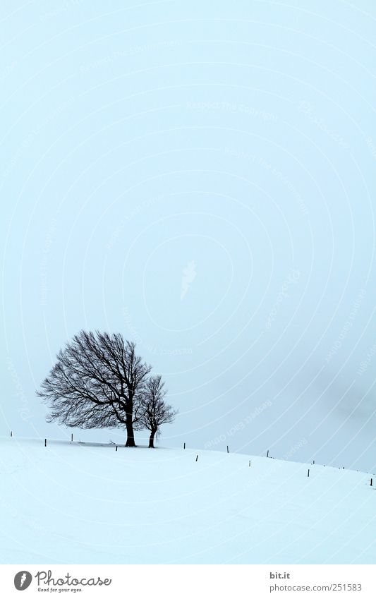 [Usertreff Jahresende 2010] Umwelt Natur Himmel Winter Klima Wetter Wind Sturm Nebel Eis Frost Schnee Pflanze kalt blau schwarz Stimmung ruhig Baum Neigung