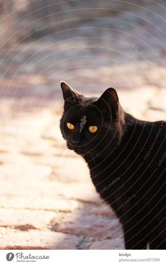 Freigeist Haustier Katze 1 Tier glänzend leuchten Blick ästhetisch elegant frei gelb schwarz Tierliebe Neugier Interesse Freundschaft Katzenauge schwarzes Fell