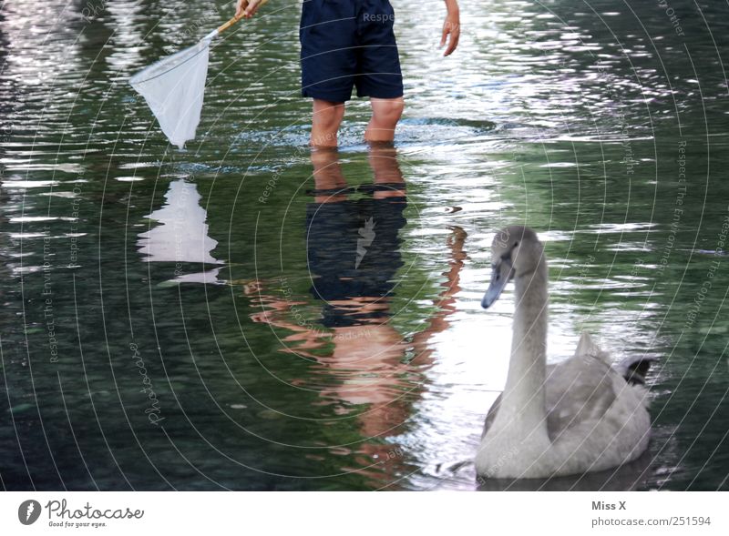 Fang mich doch... Mensch Kind Junge Beine 1 8-13 Jahre Kindheit Natur Tier Wasser Sommer Küste Seeufer Teich Bach Fluss Wildtier Schwan Tierjunges fangen nass