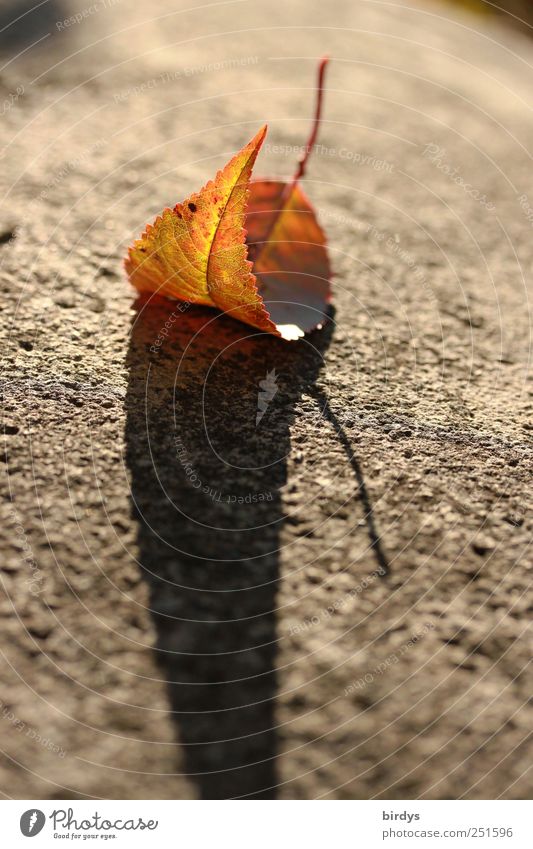 Herbstimpression Schönes Wetter Blatt verblüht ästhetisch schön Einsamkeit Natur Wandel & Veränderung Schatten buntes Blatt 1 gekrümmt Stengel Herbstfärbung