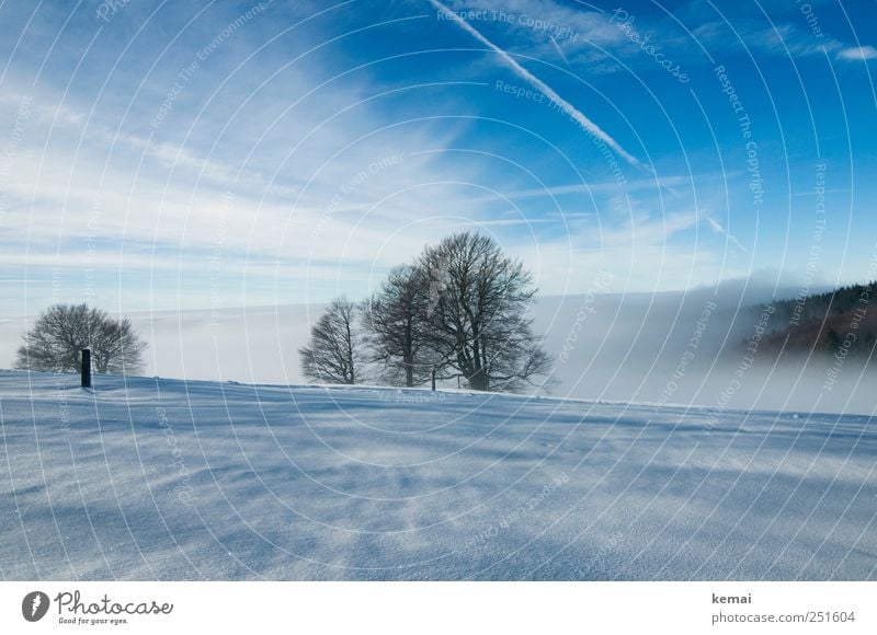 Hochnebel Umwelt Natur Landschaft Pflanze Himmel Wolken Winter Wetter Schönes Wetter Nebel Eis Frost Schnee Baum Buche kalt blau weiß Einsamkeit Winterstimmung