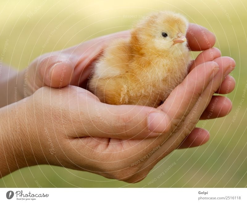 kleines Huhn Leben Ostern Baby Arme Hand Finger Tier Haustier Vogel neu niedlich wild weich gelb jung Hähnchen Ei Federvieh Feiertag Bauernhof Handfläche Küken