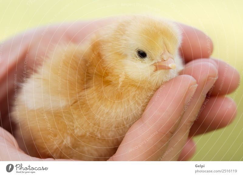 kleines Huhn Leben Ostern Baby Arme Hand Finger Tier Haustier Vogel neu niedlich wild weich gelb jung Hähnchen Ei Federvieh Feiertag Bauernhof Handfläche Küken