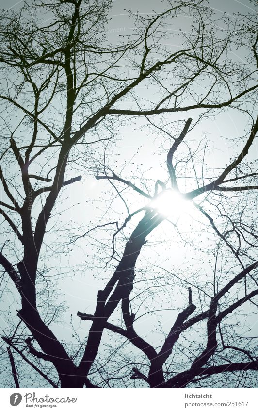 verzweigt Umwelt Natur Urelemente Himmel Wolkenloser Himmel Sonne Sonnenlicht Herbst Schönes Wetter Baum blau netzartig Ast laublos kahl Baumstamm Gegenlicht