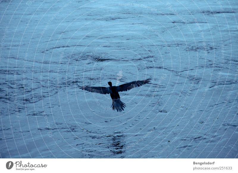 Wenn ich ein Vöglein wär´... Wasser Wellen Tier Vogel Flügel 1 ruhig Freiheit Ferne fliegen Schweben Feder blau Ente Gedeckte Farben Kontrast Vogelperspektive