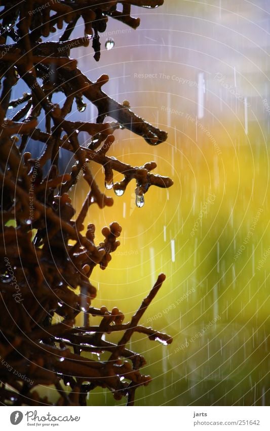 kurzer Regen zwischen den Schauern Umwelt Natur Urelemente Wasser Herbst Klima Wetter Schönes Wetter schlechtes Wetter frisch nass natürlich Saline Farbfoto