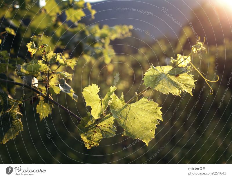Der Sonne entgegen. Umwelt Natur grün Wein Weinberg Weinlese Weinbau Italienisch Sommer Landwirtschaft Wachstum züchten Farbfoto Gedeckte Farben Außenaufnahme