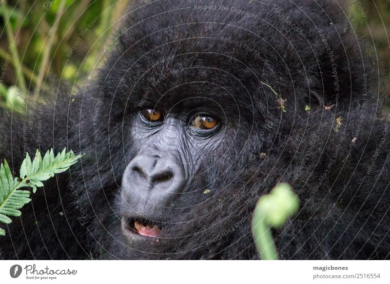 Berggorilla in Ruanda Wildtier 1 Tier Abenteuer Gorilla beringei beringei beringei virunga nationalpark Affe Afrika Primas Artenschutz Dschungel jung Säugetier