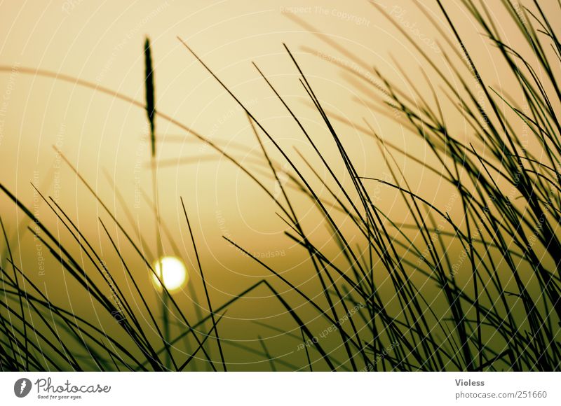 Spiekeroog | ...sunset Natur Pflanze Nordsee Erholung genießen Romantik Dünengras sonne Orange Farbfoto Außenaufnahme Abend Sonnenaufgang Sonnenuntergang