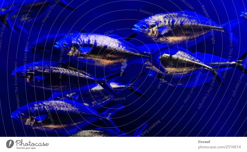 Silberfisch-Aquarium-Frankreich Lifestyle Zoo Natur Tier Sand Küste Kleinstadt Stadt Hauptstadt Architektur Fisch Tiergruppe Schwimmen & Baden blau Europa