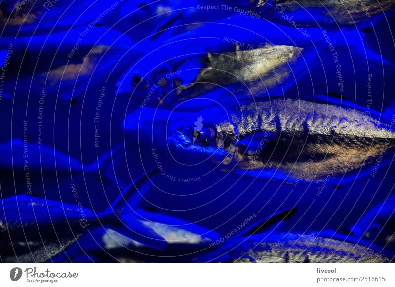 Silberfarbene Fische - Biarritz-Aquarium Lifestyle Tier Sand Küste Kleinstadt Stadt Hauptstadt Tiergruppe Schwimmen & Baden schön blau Verzweiflung