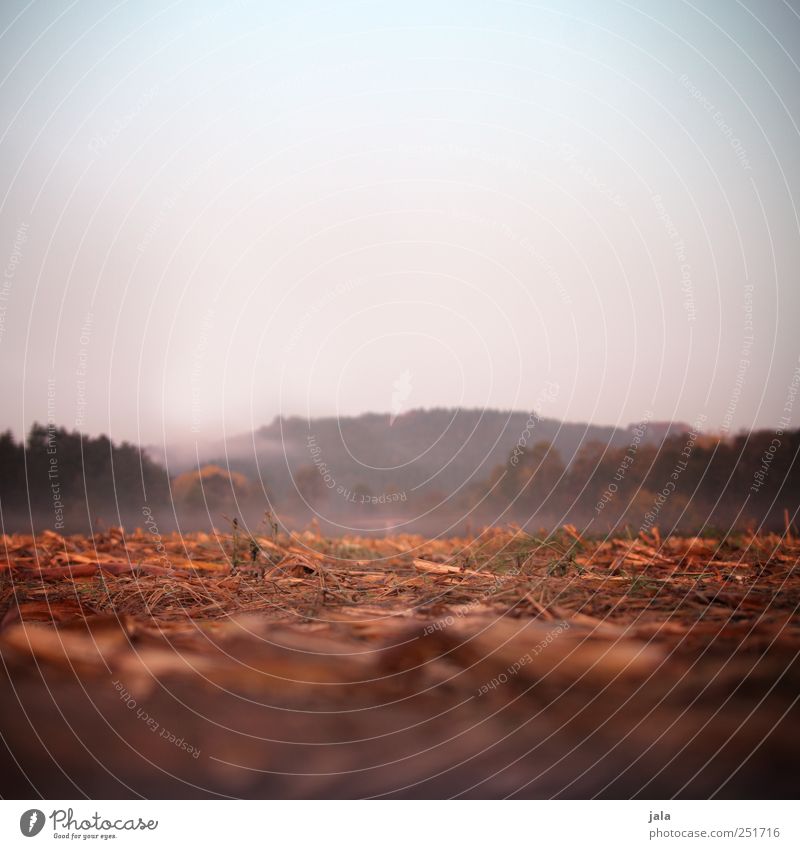 CHAMANSÜLZ | morgens Umwelt Natur Landschaft Pflanze Himmel Herbst Nebel Gras Sträucher Grünpflanze Nutzpflanze Feld Wald natürlich Farbfoto Menschenleer