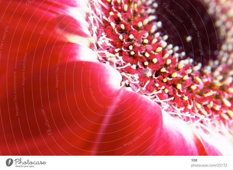 Pushpa Blume Dekoration & Verzierung rot Hintergrundbild Plakat Blüte Makroaufnahme Detailaufnahme flyer poster Pollen