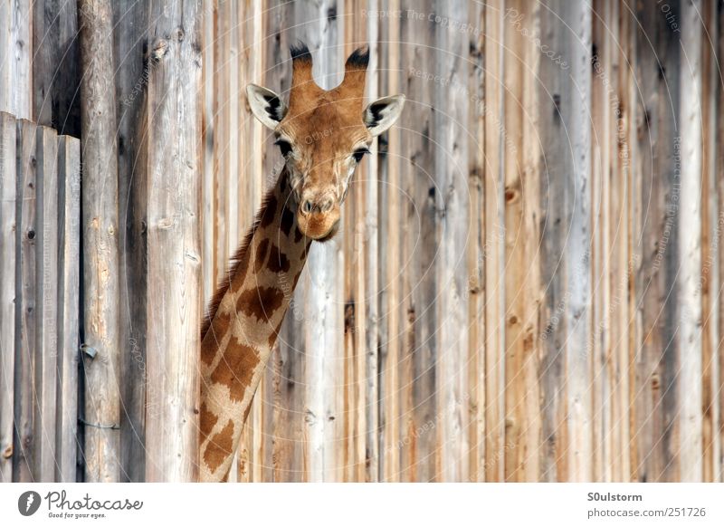 ? Tier Zoo Giraffe 1 Coolness Überraschung Fragen Fragezeichen Holz Holzwand niedlich Neugier Farbfoto Außenaufnahme Textfreiraum rechts Blick