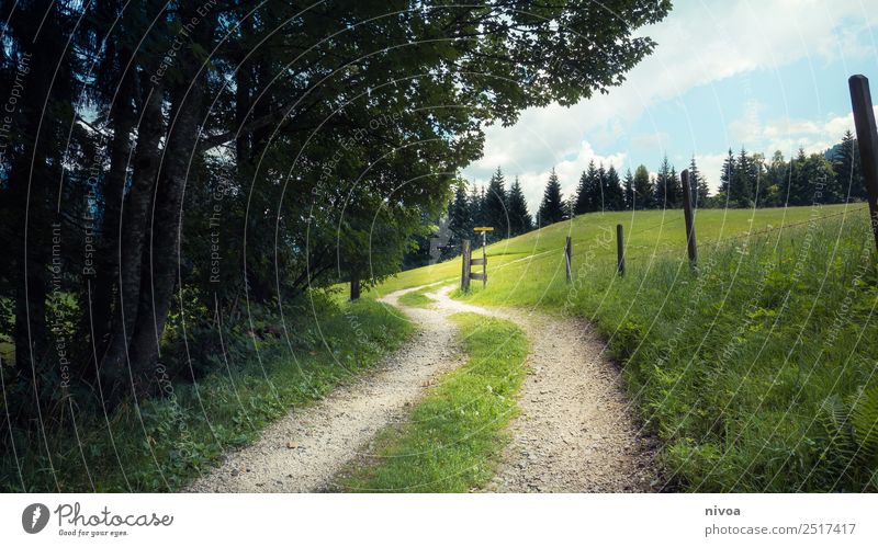 Wanderweg St. Johann in Tirol Ausflug Sommer wandern Umwelt Natur Landschaft Pflanze Erde Himmel Schönes Wetter Baum Gras Wiese Berge u. Gebirge Österreich