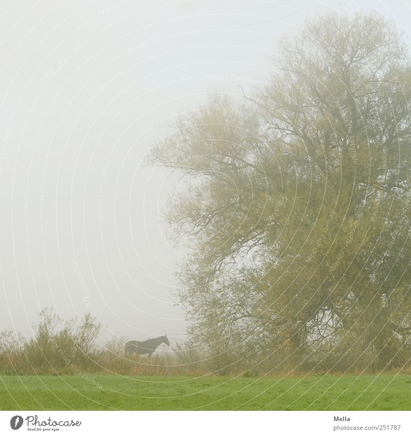 Morgenpferd Umwelt Natur Nebel Baum Wiese Tier Pferd 1 stehen grau grün Gelassenheit ruhig stagnierend Zeit Weide Farbfoto Außenaufnahme Menschenleer
