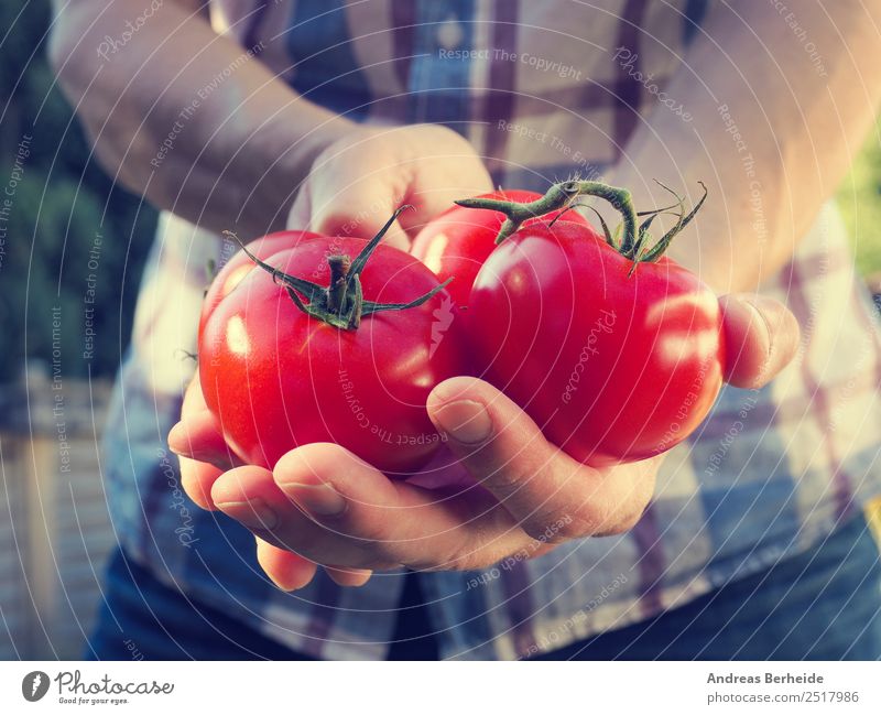 Tomatenernte, Mann mit frischen Tomaten Gemüse Ernährung Bioprodukte Vegetarische Ernährung Diät Gesunde Ernährung Sommer Mensch Hand Garten Liebe tomato