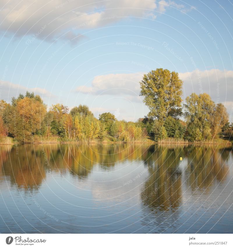 draußen am see Umwelt Natur Landschaft Pflanze Himmel Wolken Herbst Baum Sträucher See natürlich blau gold grün Farbfoto Außenaufnahme Menschenleer