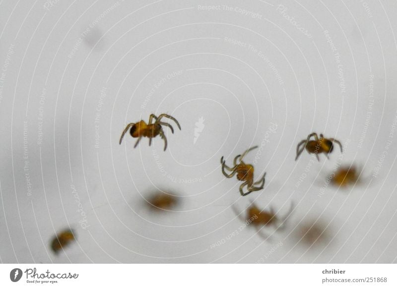 Arachnodingsda Natur Tier Spinne Tiergruppe bauen Bewegung hängen krabbeln bedrohlich Ekel klein viele Leben wuseln Spinngewebe Spinnennetz Nahaufnahme