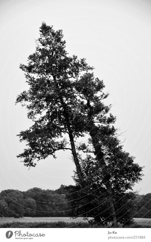 Gemeinsam...... Umwelt Natur Landschaft Himmel Baum Blume Gras Sträucher Wiese Feld Wald außergewöhnlich natürlich schwarz weiß Tapferkeit Kraft Willensstärke