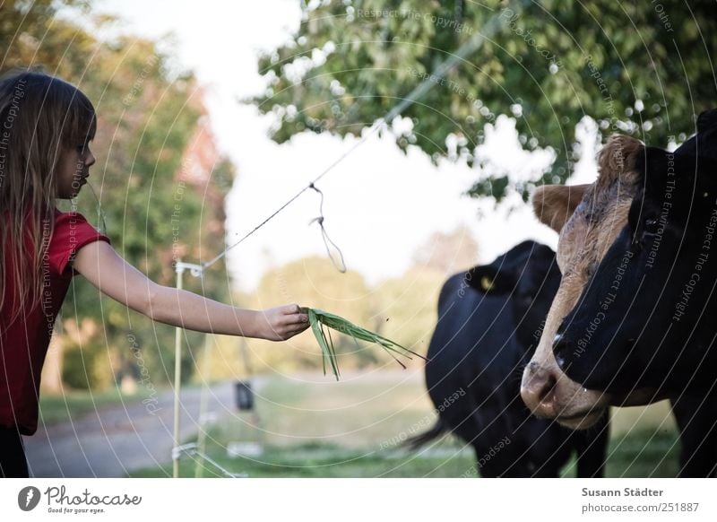 [CHAMANSÜLZ 2011] teilen Kind Kindheit Tier Nutztier Wildtier Kuh Tiergesicht Tiergruppe Rudel füttern Tierliebe Treue Selbstlosigkeit Menschlichkeit dankbar