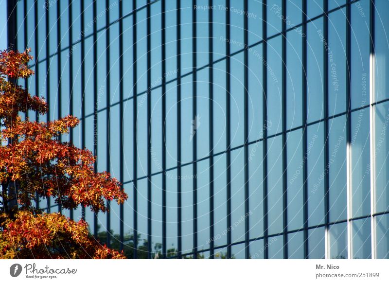baum haus Umwelt Schönes Wetter Baum Stadtzentrum Hochhaus Bankgebäude Bauwerk Gebäude Architektur Fassade Häusliches Leben Wachstum Glas Glasfassade Herbst