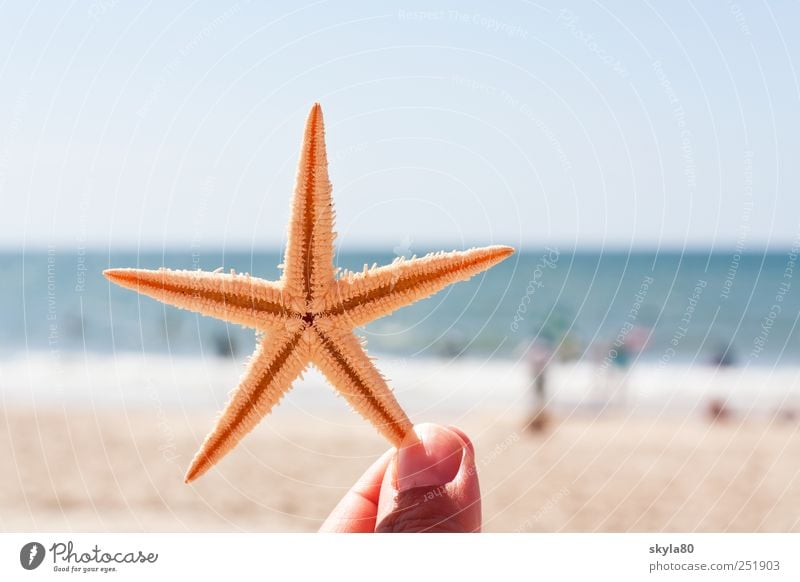 Urlaubsgrüsse Ferien & Urlaub & Reisen Sommer Strand Meer Seestern Erholung Finger festhalten Meerestier Stern (Symbol) Sommerurlaub Badeurlaub stachelig