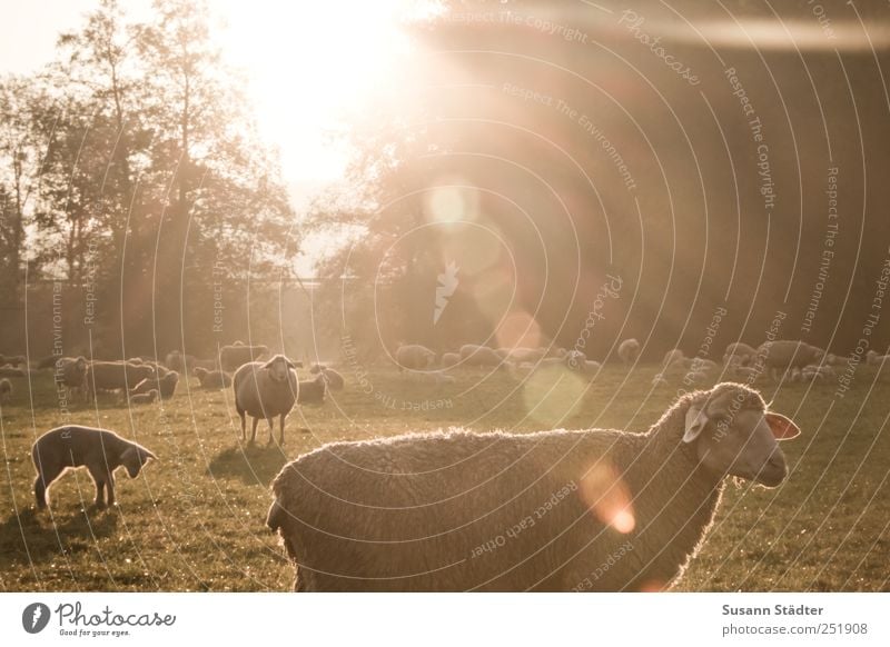 [CHAMANSÜLZ 2011] Guten Morgen Sonne! Wiese Feld Nutztier Wildtier Tiergruppe Herde genießen Sonnenaufgang Blendenfleck Schaf Schafherde Schafswolle Baum Lamm