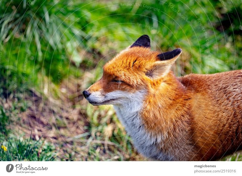 Europäischer Rotfuchs Natur Tier Wald Wildtier stehen wild wach Hintergrund Briten Fleischfresser England Fauna Fuchs Säugetier heimatlich nachtaktiv friedlich