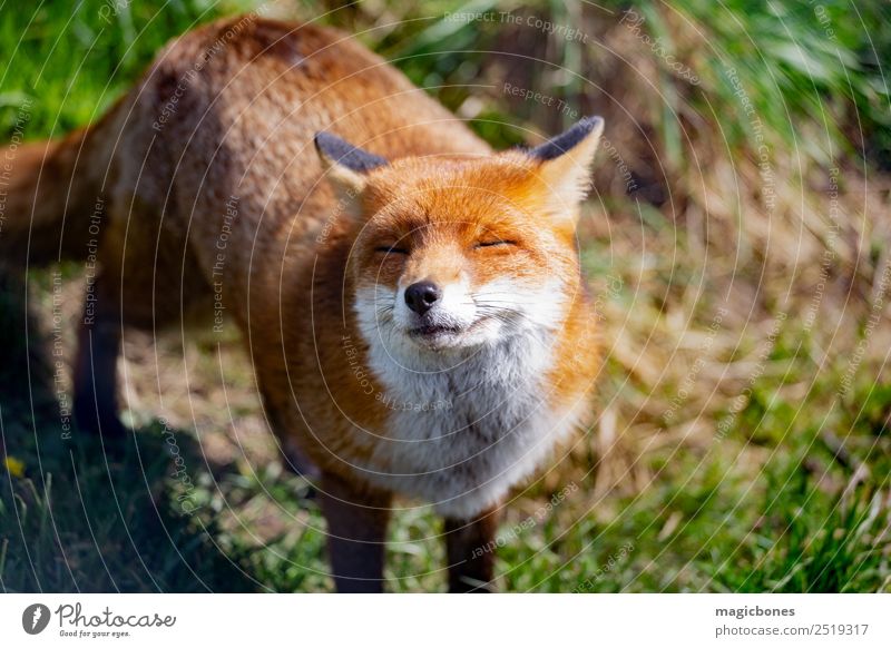 Europäischer Rotfuchs Natur Tier Wildtier stehen wild wach Hintergrund Briten Fleischfresser England Fauna Fuchs Säugetier heimatlich nachtaktiv friedlich