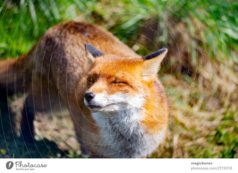 Europäischer Rotfuchs Natur Tier Wildtier 1 stehen wild wach Hintergrund Briten Fleischfresser England Fauna Fuchs Säugetier heimatlich nachtaktiv friedlich
