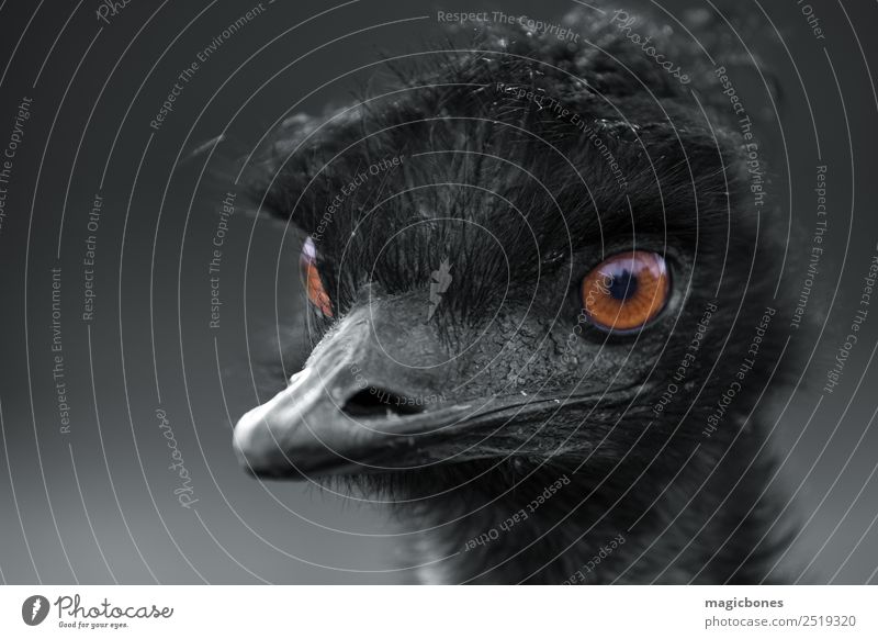 Nahaufnahme eines Emu, Dromaius novaehollandiae, mit ausgewählten Farben orange Auge schließen nach oben Porträt schwarz weiß Kopf Laufvogel durchdringend
