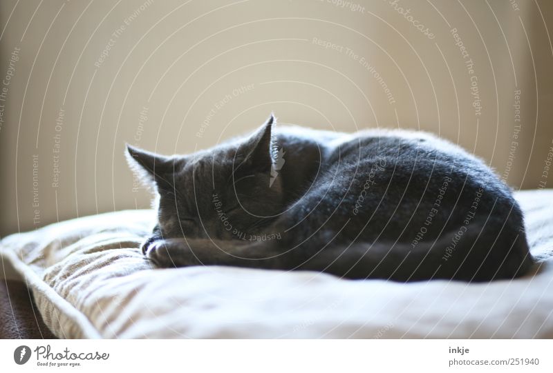 morgens, mittags, abends Häusliches Leben Wohnung Sofa Wohnzimmer Kissen Haustier Katze Hauskatze 1 Tier Tierjunges Erholung liegen schlafen träumen kuschlig