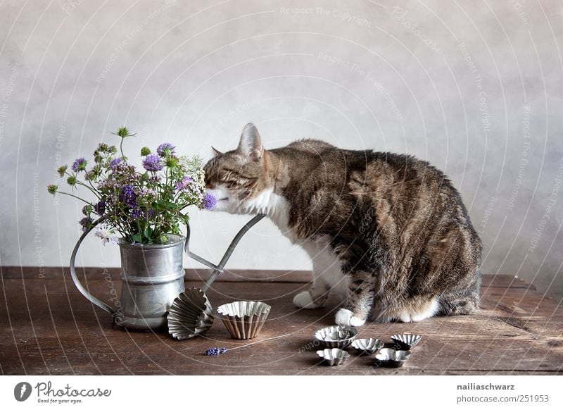 Stilleben mit der Katze backförmchen Pflanze Blume Blüte Wildpflanze Tier Haustier 1 Gießkanne Vase Behälter u. Gefäße Holz Metall beobachten Duft entdecken