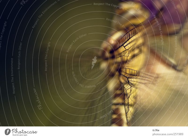 Gemälde Garten Wildtier Flügel Libelle warten schön Zufriedenheit Farbfoto Makroaufnahme Tag