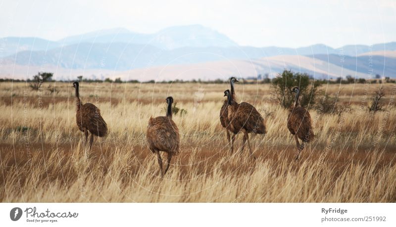 Emus in Australien Natur Gras Sträucher beobachten heiß Zusammensein Savanne Farbfoto Außenaufnahme Menschenleer Textfreiraum oben Tag Schwache Tiefenschärfe