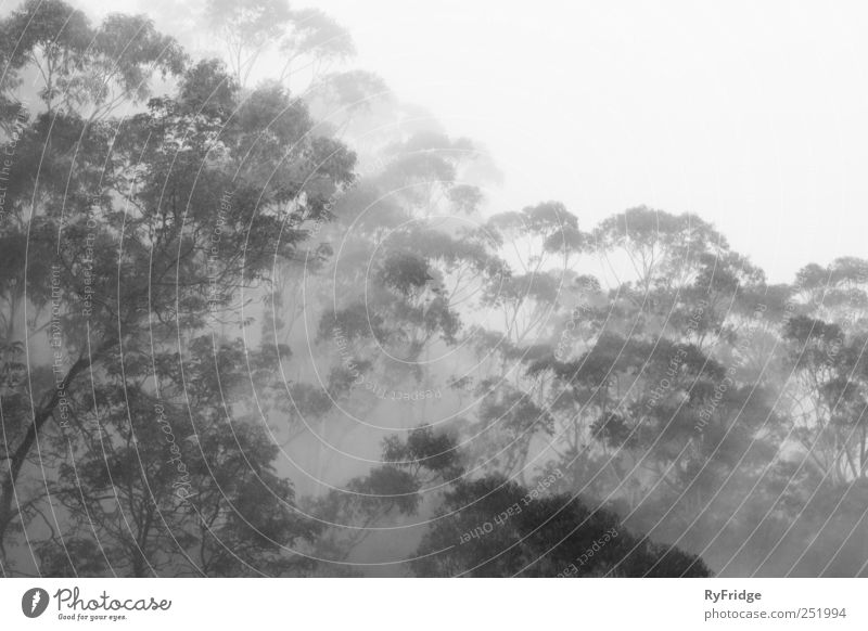 Regenwald im Nebel Natur Pflanze Wetter Baum Urwald grau Erholung Schwarzweißfoto Außenaufnahme Menschenleer Morgen Kontrast Silhouette Lichterscheinung