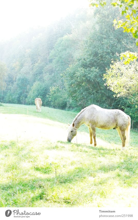 [CHAMANSÜLZ 2011] - Zauberwelt Freizeit & Hobby Ausflug Umwelt Natur Landschaft Pflanze Tier Schönes Wetter Wiese Hügel schwäbisch Pferd Fressen ästhetisch hell