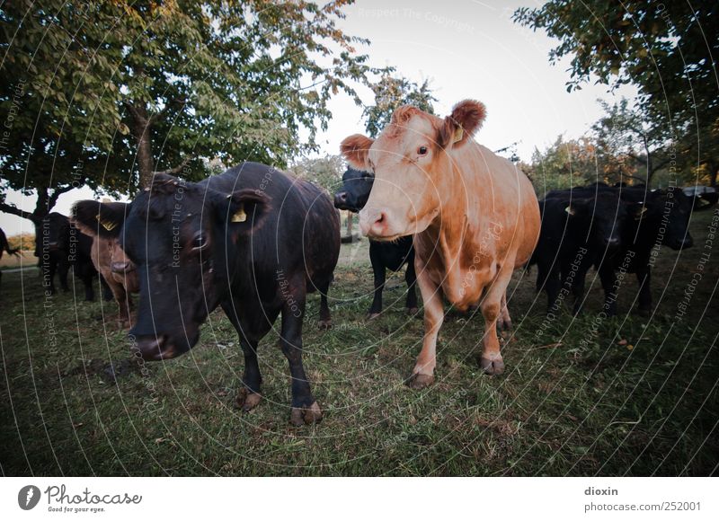[CHAMANSÜLZ 2011] Rindviecher Fleisch Milcherzeugnisse Landwirtschaft Forstwirtschaft Viehzucht Viehhaltung Viehbestand Baum Gras Weide Tier Haustier Nutztier