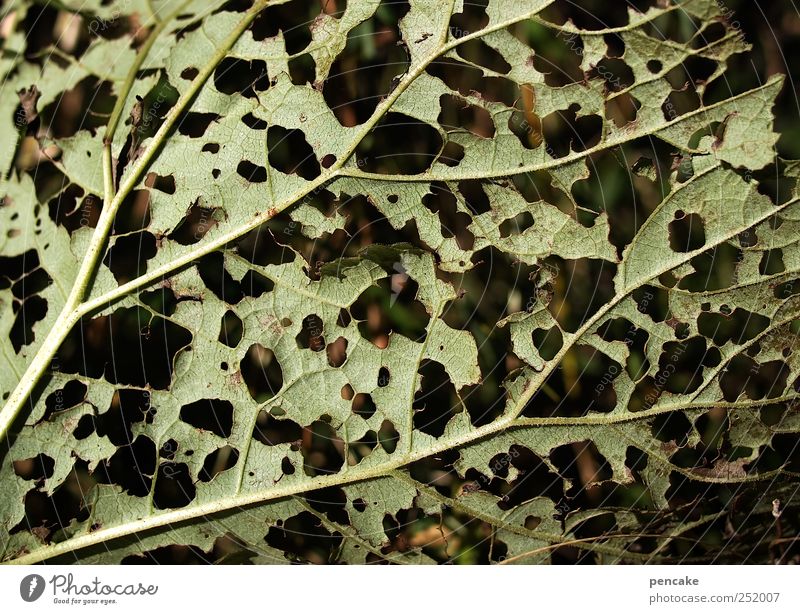 loch an loch Natur Pflanze Herbst Blatt Ornament Fährte bizarr Überleben Zusammenhalt Loch Fraßspur Lochmuster Farbfoto Außenaufnahme Nahaufnahme Detailaufnahme