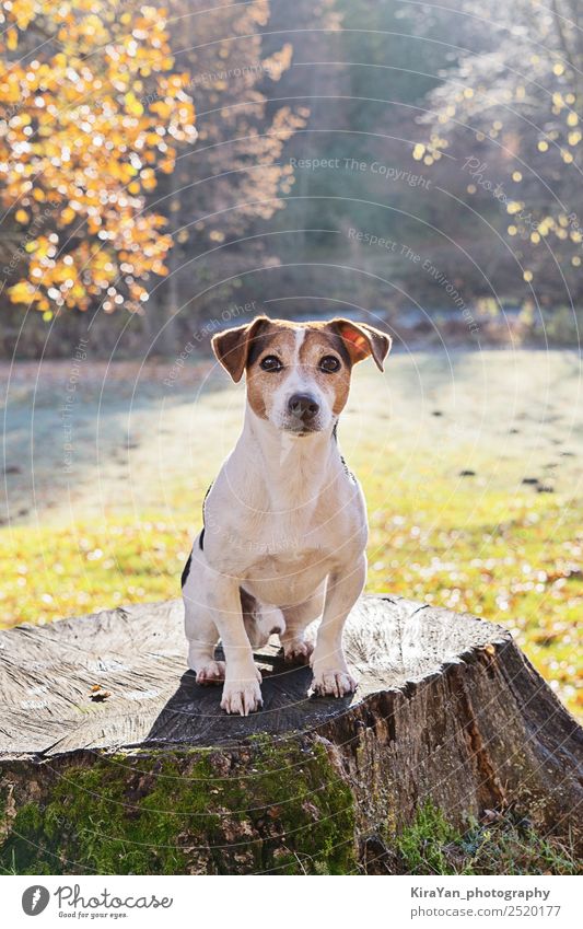 Liebenswerter Jack Russell Terrier Hund auf altem Stumpf sitzend Glück Freizeit & Hobby Spielen Erwachsene Natur Tier Herbst Wetter Gras Blatt Park Wald