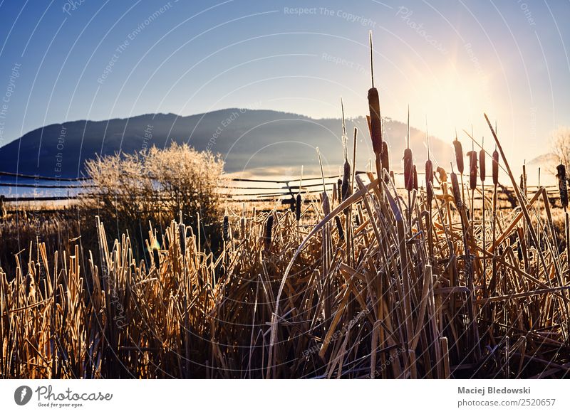 Goldener frostiger Sonnenaufgang im Grand Teton Nationalpark, USA. schön Ferien & Urlaub & Reisen Tourismus Ausflug Abenteuer Camping wandern Natur Landschaft