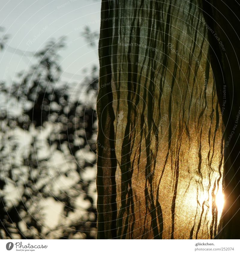 herbstgrün Herbst Baum Garten Schal gold Warmherzigkeit Stimmung Farbfoto Gedeckte Farben Außenaufnahme Detailaufnahme Abend Licht Sonnenlicht Gegenlicht