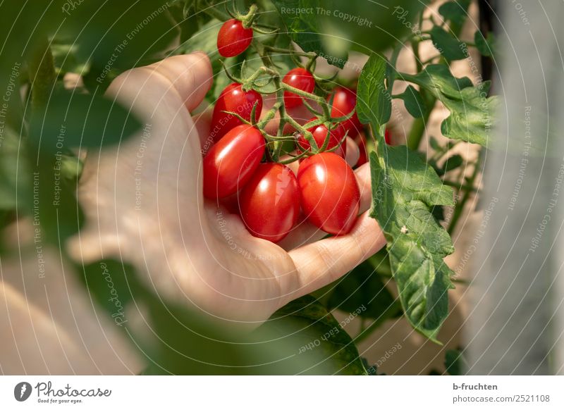 Datteltomaten am Strauch Gemüse Bioprodukte Vegetarische Ernährung Gesunde Ernährung Mann Erwachsene Hand Finger Sträucher Nutzpflanze beobachten festhalten