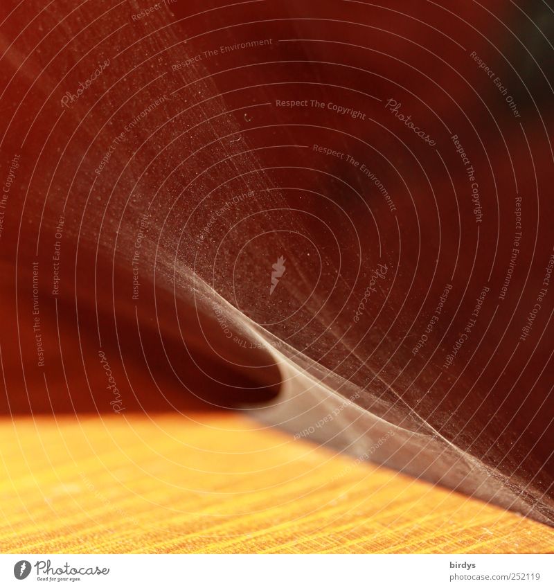Filigran Holz Fährte Netz leuchten ästhetisch außergewöhnlich Natur Netzwerk Spinnennetz fein filigran Schleier verwoben Maserung Vernetzung Fensterbrett