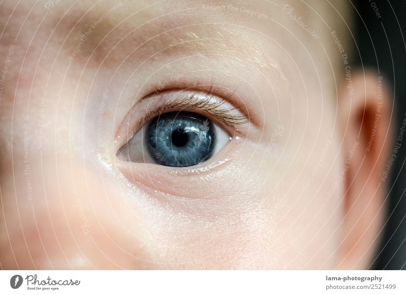 Behind blue eyes Kind Baby Kleinkind Auge Pupille Regenbogenhaut 0-12 Monate 1-3 Jahre Blick blau Blick in die Kamera Angesicht zu Angesicht Ehrlichkeit