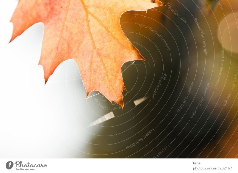 gespannt Natur Pflanze Herbst Baum Blatt braun Eichenblatt Spinnennetz Außenaufnahme Strukturen & Formen Menschenleer Textfreiraum links Textfreiraum rechts