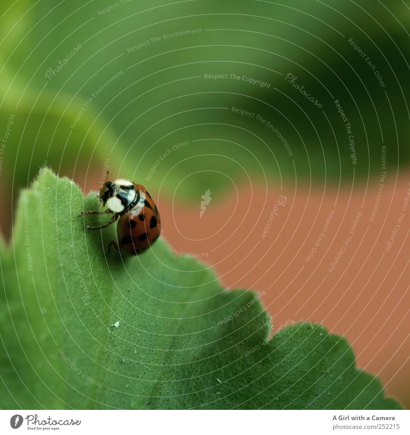 ladybug invasion Natur Tier Garten Marienkäfer Käfer Insekt 1 Bewegung krabbeln glänzend schön klein wild rot Suche Blatt Gedeckte Farben Außenaufnahme